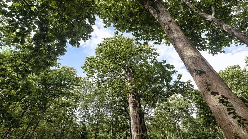Abet GoGreen: устойчивое влияние ABET
